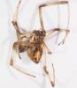 Parasteatoda tepidariorum